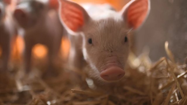 Pigs on livestock farm. Pig farming