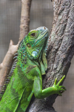 Young Iguana holding a branch
