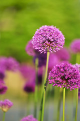 giant purple allium flowers