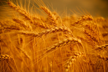 Close up of ripe wheat ears © Željko Radojko