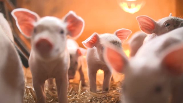 Pigs on livestock farm. Pig farming