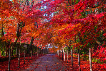 京都　光明寺の紅葉
