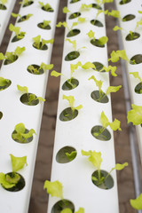 Hydroponic lettuce farm in green house