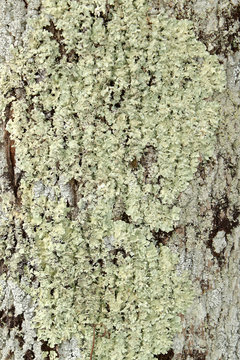 Porost Flavoparmelia caperata żółtlica chropowata na drzewie w Bieszczadach