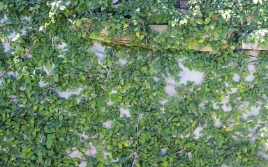 Vine Branch, Vine leaves on wall background.Green creeper on cement wall