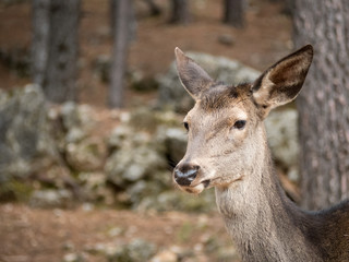 Portrait of female deer (Cervus elaphus)