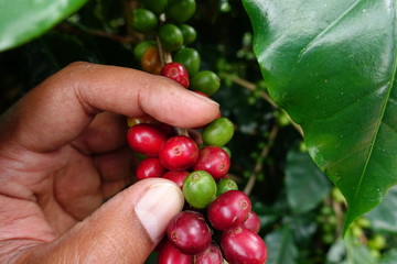 Coffee beans ripening on a tree.