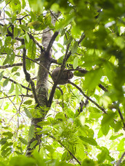 Obraz premium Cuscus. The cuscus spends it's life almost exclusively in the trees. It is extremely difficult to spot in the wild and eats mostly leaves and fruit. Found in Australia and Papua New Guinea.
