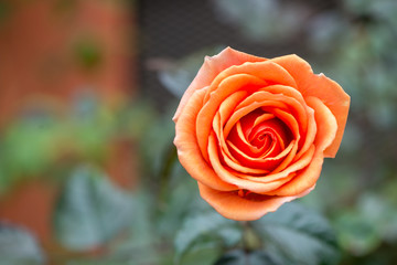 Close-up detail of the top of an orange rose in an garden outdoors with its leaves and the background blurred out of focus. Nature and Valentine's Day concept.