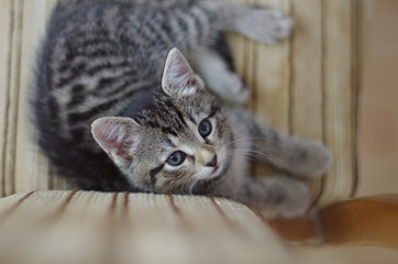 Kleines s&uuml;&szlig;es K&auml;tzchen auf einem Stuhl fotografiert von oben