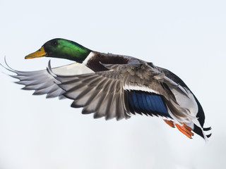 Mallard Ducks in flight in the winter
