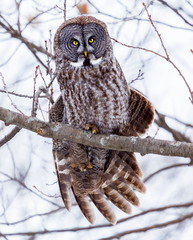 The great grey owl or great gray is a very large bird, documented as the world's largest species of owl by length. Here it is seen perched in a tree watching for prey in Quebec's harsh winter.
