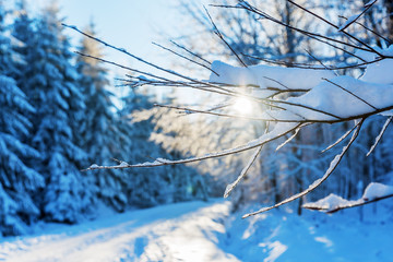 Obraz premium snow covered branches in the forest