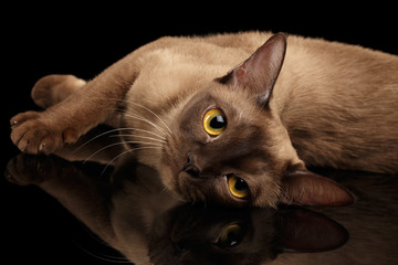 Fototapeta premium Closeup Lazy burmese cat lying and looking in camera on isolated black background with reflection
