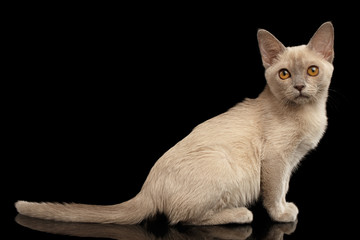 Burmese kitty with platinum color of fur sitting and looking in camera on isolated black background, side view
