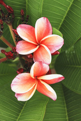 plumeria