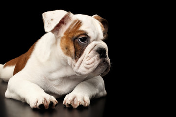 Cute puppy british bulldog breed, white and red color, lying and waiting on isolated black background, side view