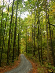 Dirt Road in lush green forest