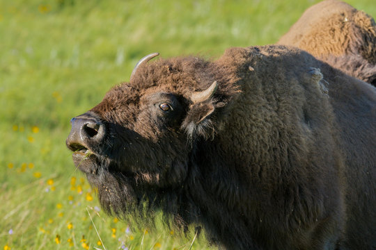 Bison sniffing air