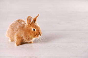 Cute funny rabbit on floor at home