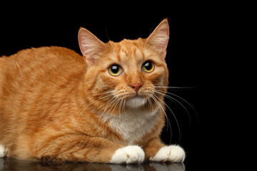 Ginger Cat Lying and sad looking up isolated black background, side view