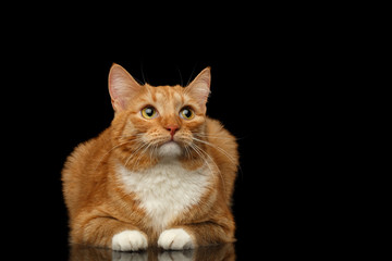 Fototapeta na wymiar Ginger Cat Lying and sad looking up isolated black background, front view