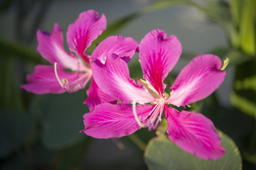 fresh orchid tree flower or Bauhinia flower in the garden