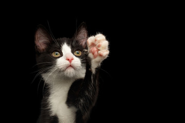close-up Black with white kitty sitting and touch paw isolated background, front view
