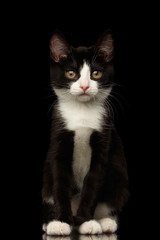 Fototapeta na wymiar Black with white kitty sitting and looking in camera isolated background, front view