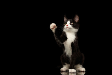 Black with white kitty sitting and touch paw isolated background, front view
