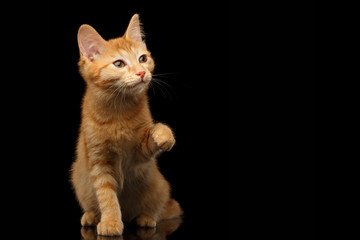 Ginger kitty sitting and touch paw isolated black background, front view
