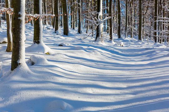 Fototapeta snow covered beech forest in winter