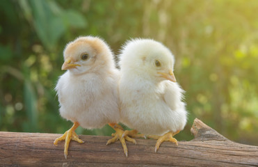Chicks morning sun