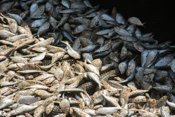 many  fresh fish background