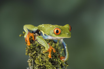 Red-eyed Leaf Frog Costa Rica