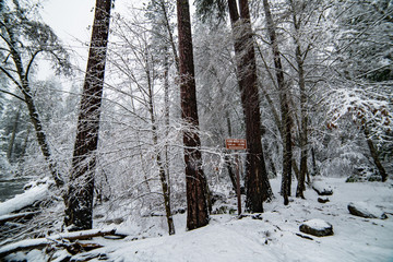 Snow covered trees at Valley View in Yosemite Valley after a winter storm