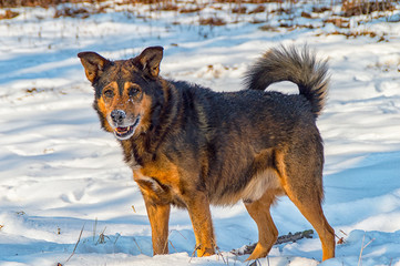 Terrier hybrid dog playing in the snow