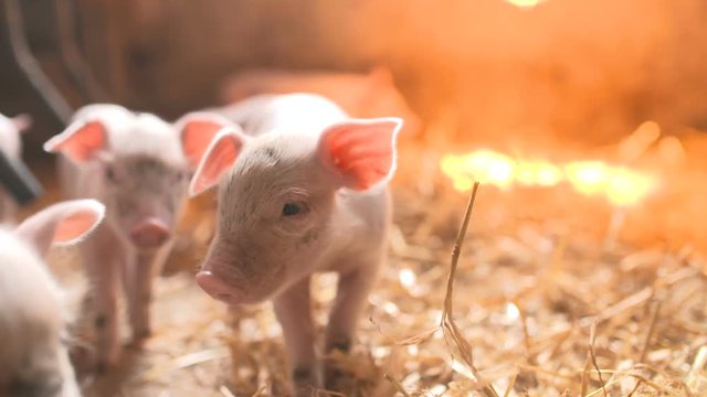 Pigs on livestock farm. Pig farming