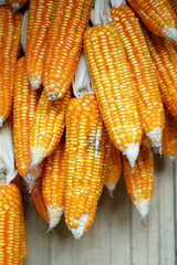 dry corn