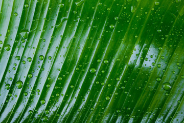 Water drops on a banana leaf background.