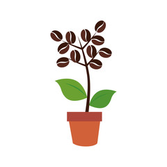 Fototapeta na wymiar coffee plant organic product vector illustration design