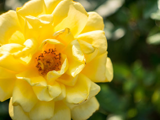 Fototapeta premium Yellow rose