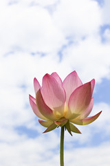  This beautiful waterlily show his face