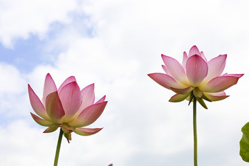  This beautiful waterlily show his face