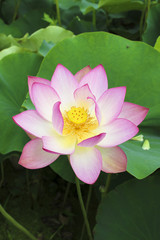  This beautiful waterlily show his face