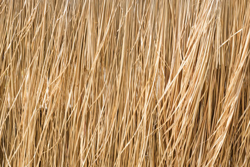 Close up yellow straw wall texture background