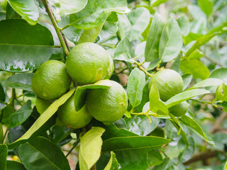Fresh green lemon or Lime tree with green leafs and fruits closeup