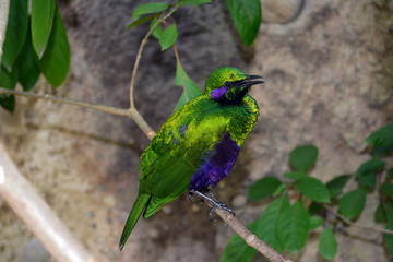 Emerald Starling Mouth Open/Close up of bright Emerald Starling with its mouth open