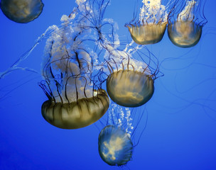 Jellyfish swimming around and floating in a group in the blue ocean water.