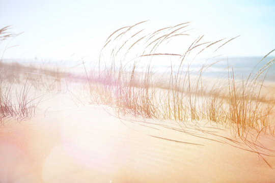 Beach Grass Blowing In The Wind